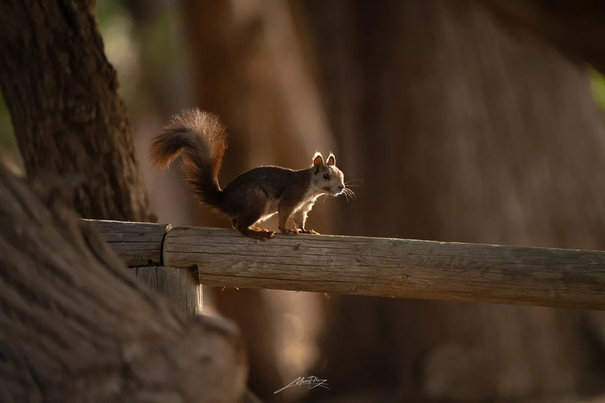 Fauna