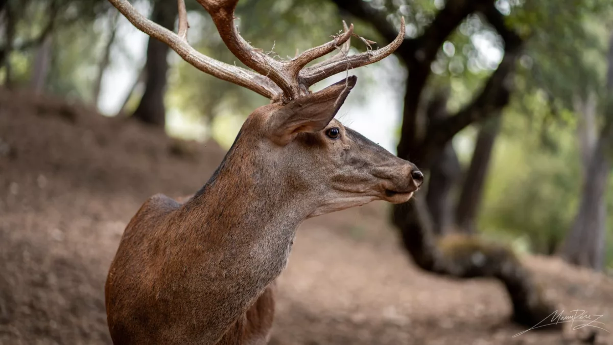 Fauna