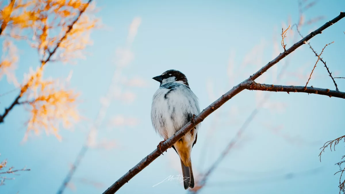 Fauna