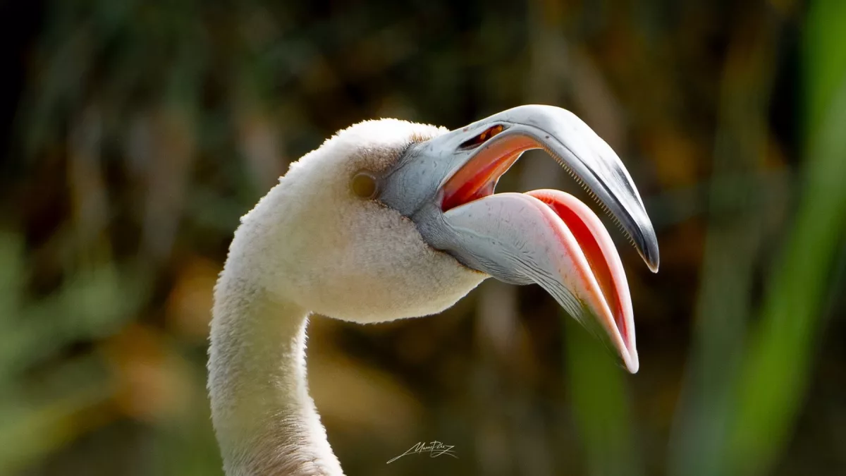 Fauna