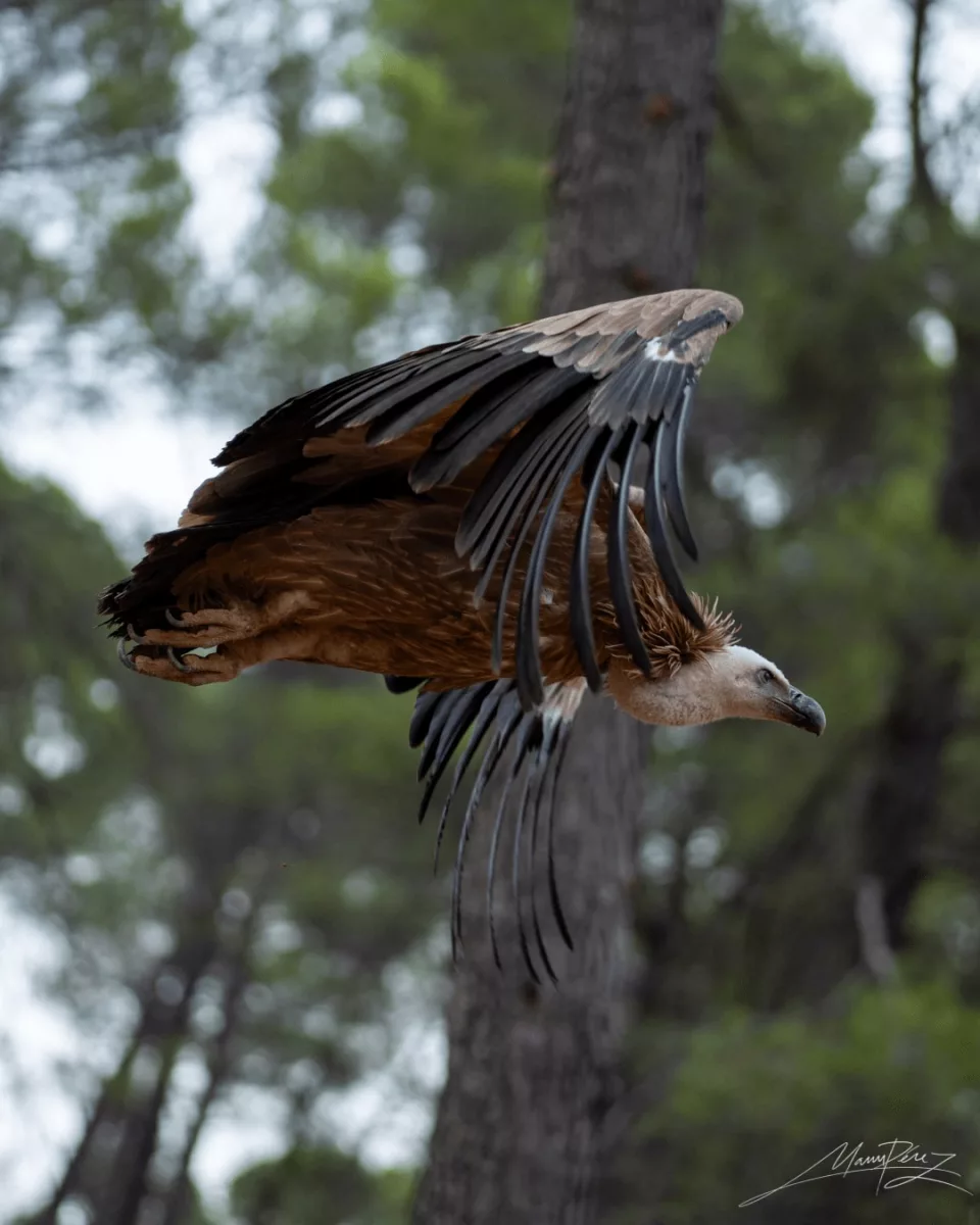 Fauna