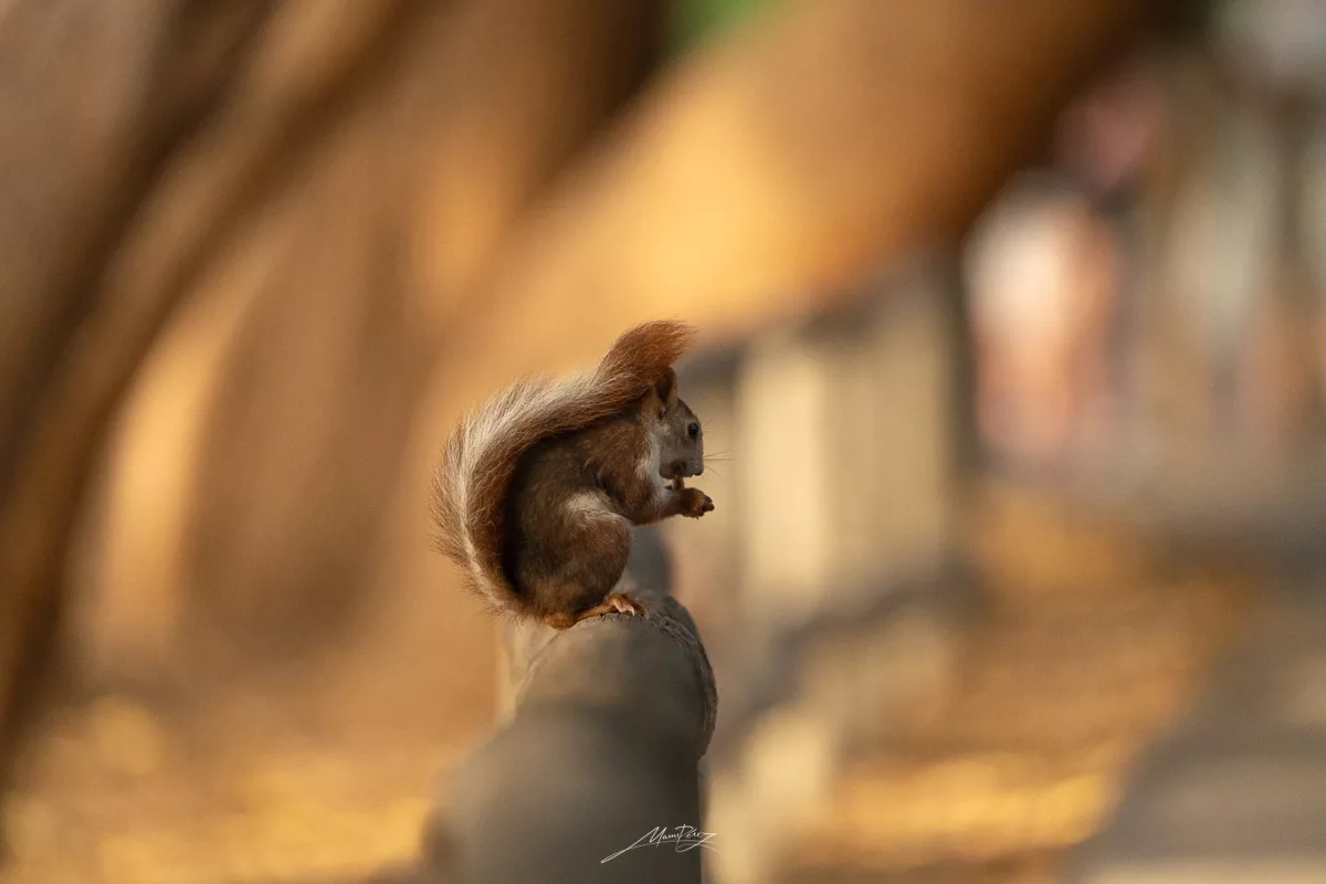 Fauna
