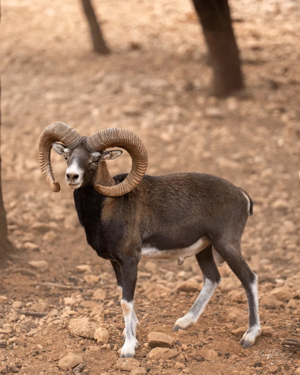 Fauna